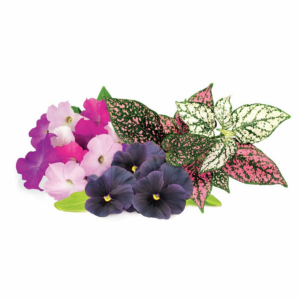 Smart Garden Mix kvetín  3-pack