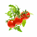 Smart Garden Mini rajčiny