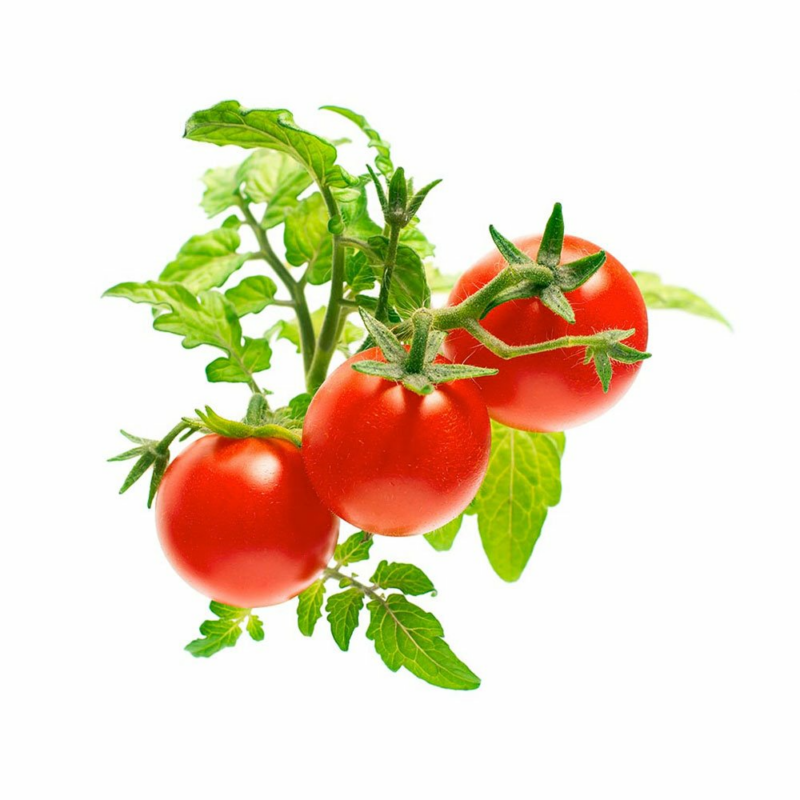 Smart Garden Mini rajčiny